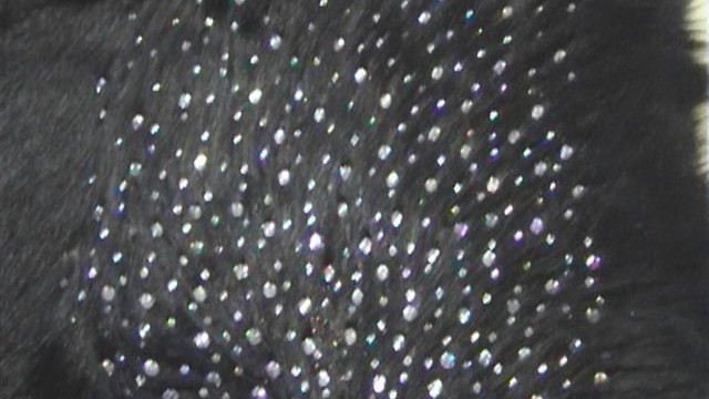 collection 4 strass spread on fox